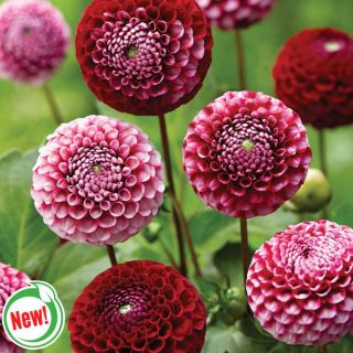 Chick A Dee Dahlia Thumbnail